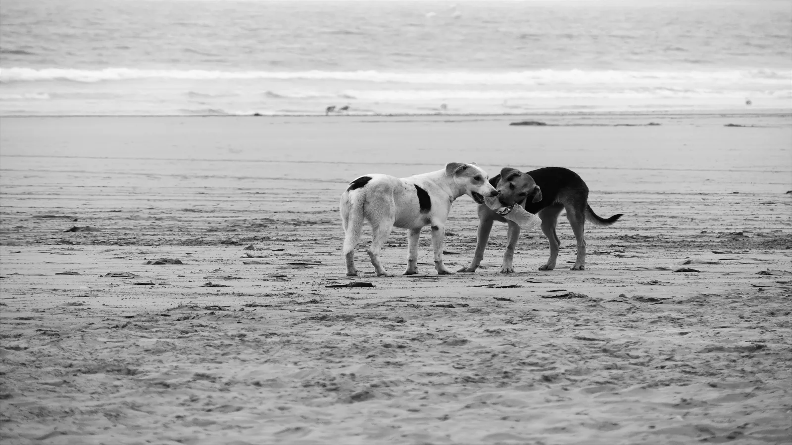 Atlantic beach at Tamraght on Morocco’s surf coast