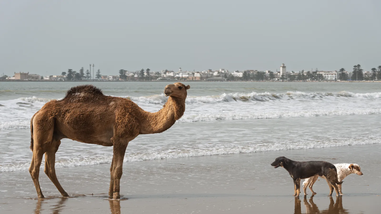 Coastal view of Essaouira Morocco for an Agadir travel guide